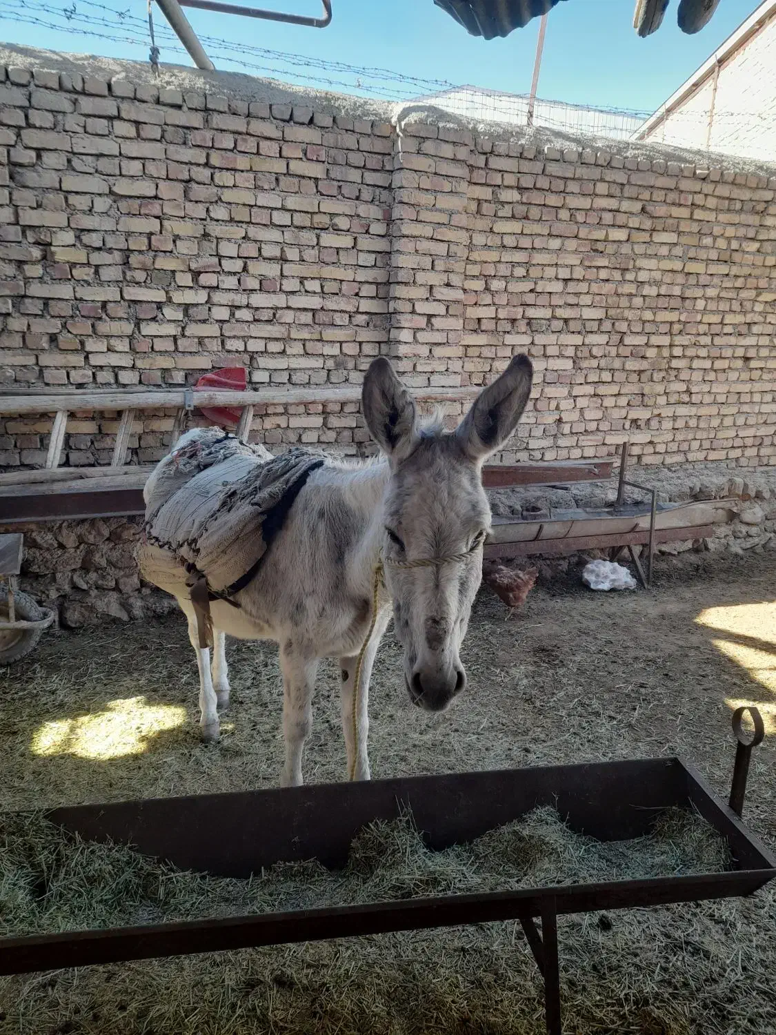 بک راس اولاغ|حیوانات مزرعه|آبگرم, |دیوار