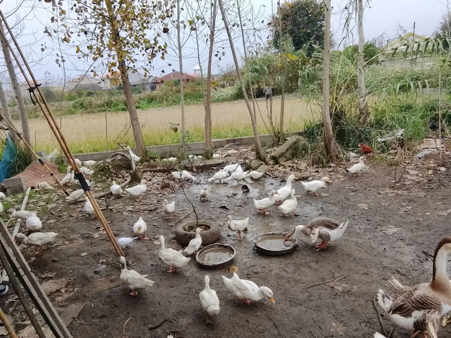 اردک 4ماه به بالا|حیوانات مزرعه|شلمان, |دیوار