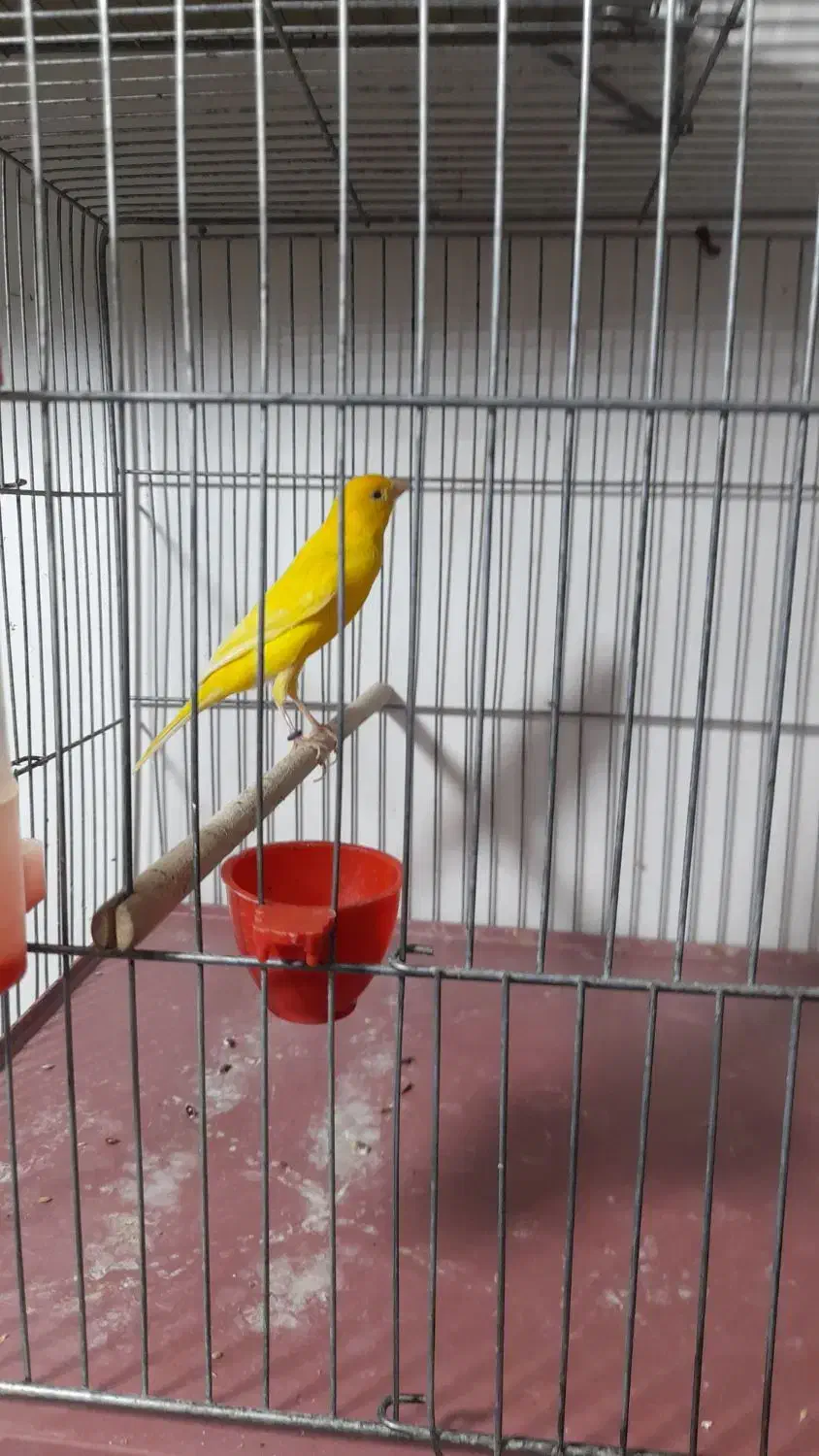 قناری طلایی نر|پرنده|شیراز, شهرک سعدی|دیوار