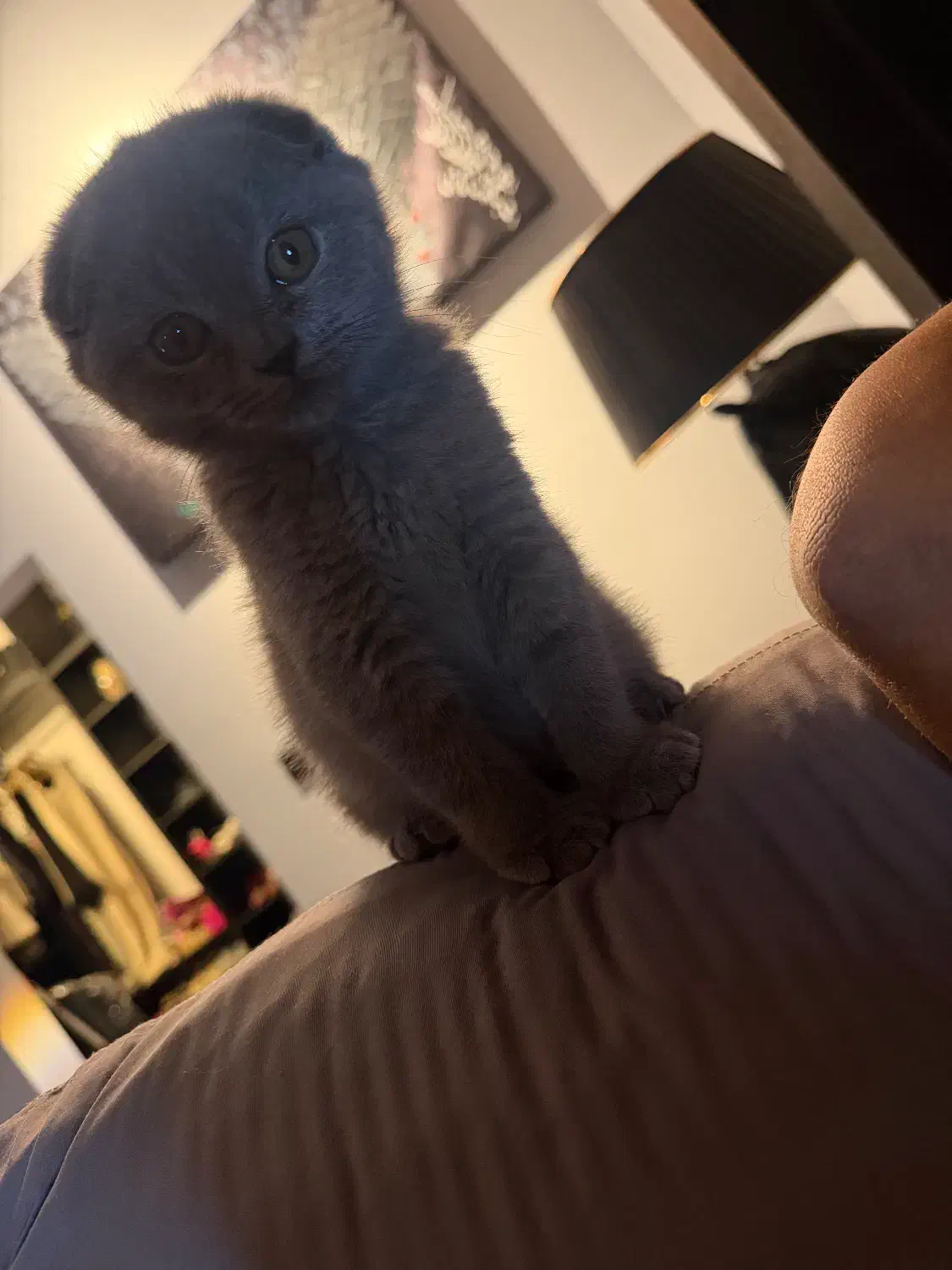 ۶۰ روزه اماده تحویل|گربه|رشت, دیلمان|دیوار