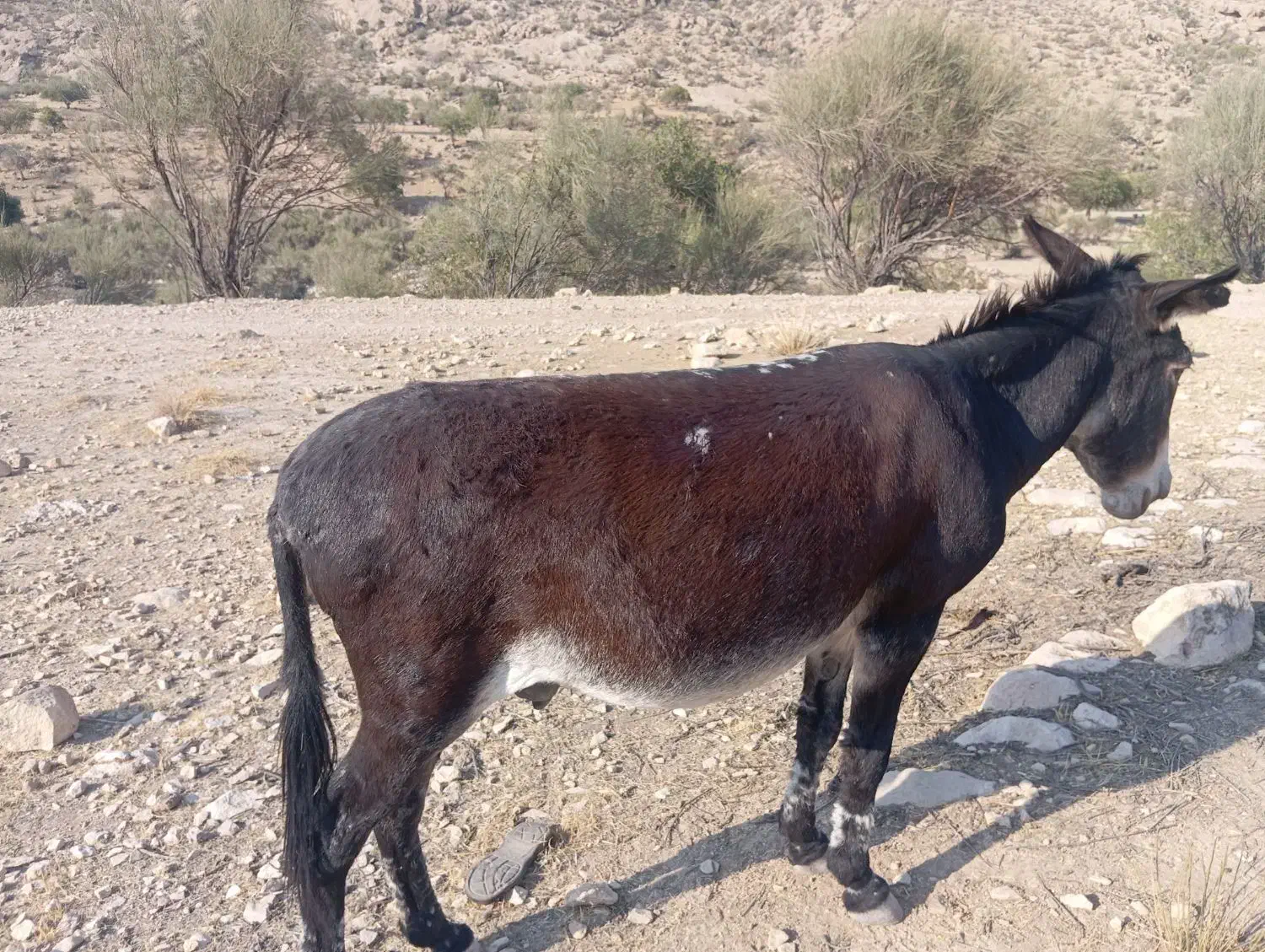 خر بخت نر|حیوانات مزرعه|فیروزآباد (لرستان), |دیوار