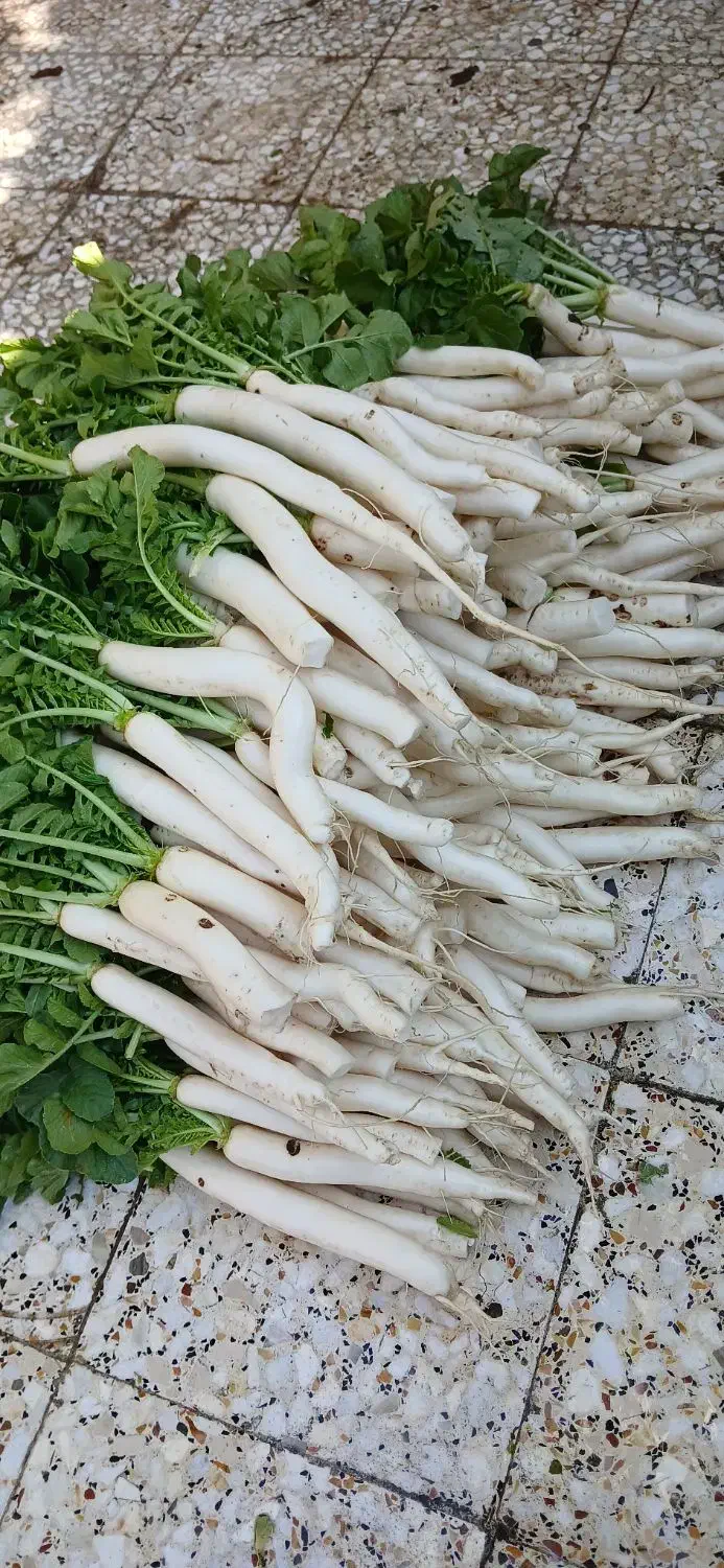 ترب سفید محلی|خوردنی و آشامیدنی|زرگرشهر, |دیوار