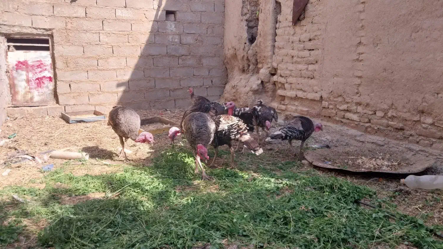 چهار جفت بقلمون محلی یک ساله|حیوانات مزرعه|خمک, |دیوار