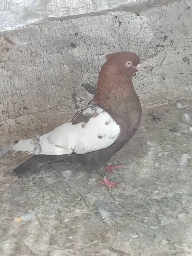 کبوتر سینه ای|پرنده|مسجد سلیمان, |دیوار