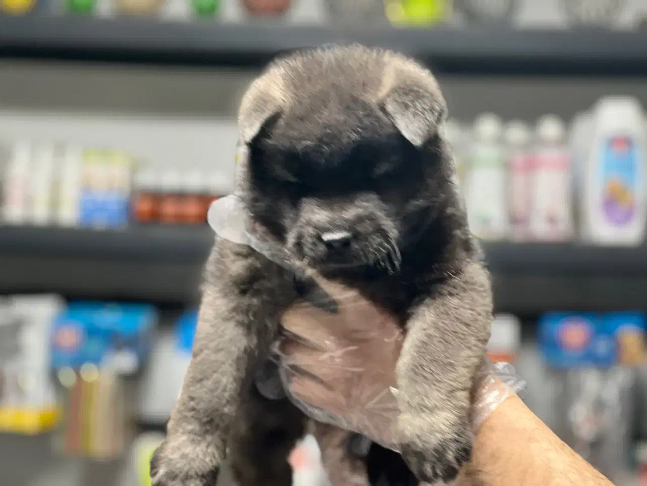 امریکن آکیتا|سگ|تهران, شهرک آزمایش|دیوار