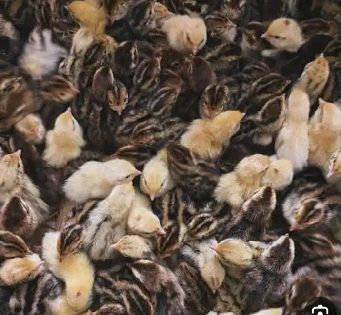 تخم و جوجه بلدرچین|حیوانات مزرعه|کاشمر, |دیوار