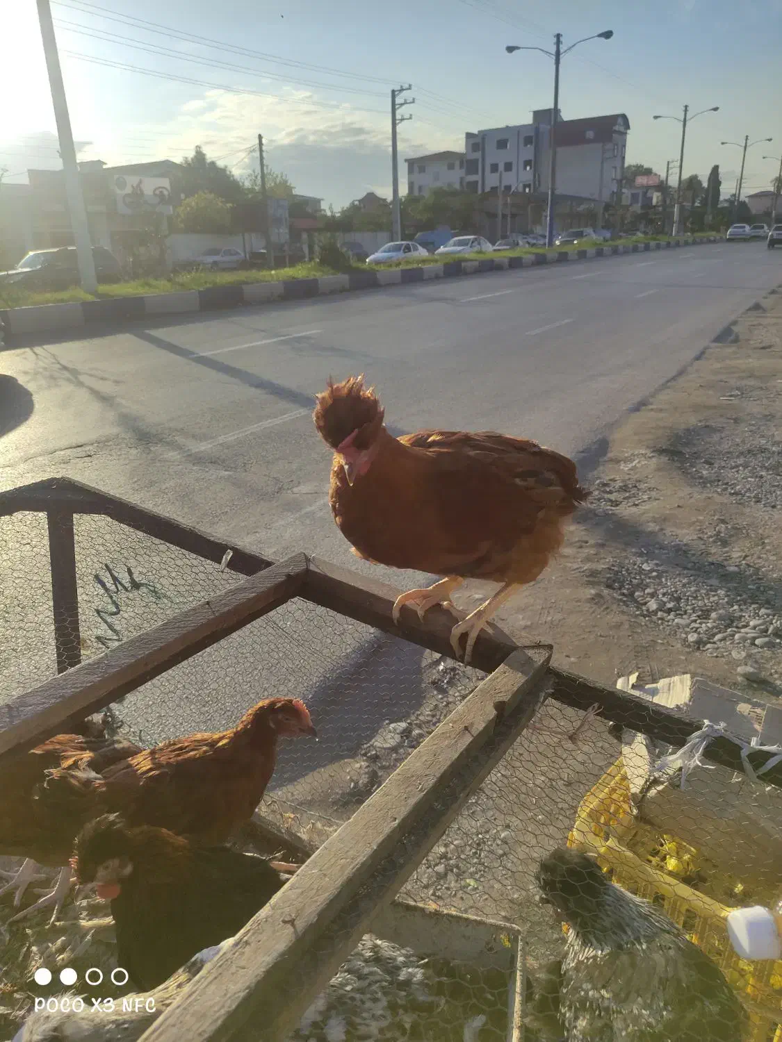 مرغ و خروس نیمچه بالغ گلپایگان|حیوانات مزرعه|خرمآباد (تنکابن), |دیوار