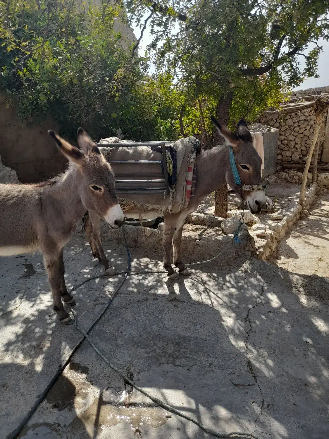 الاغ ماده|حیوانات مزرعه|کوهمره, |دیوار