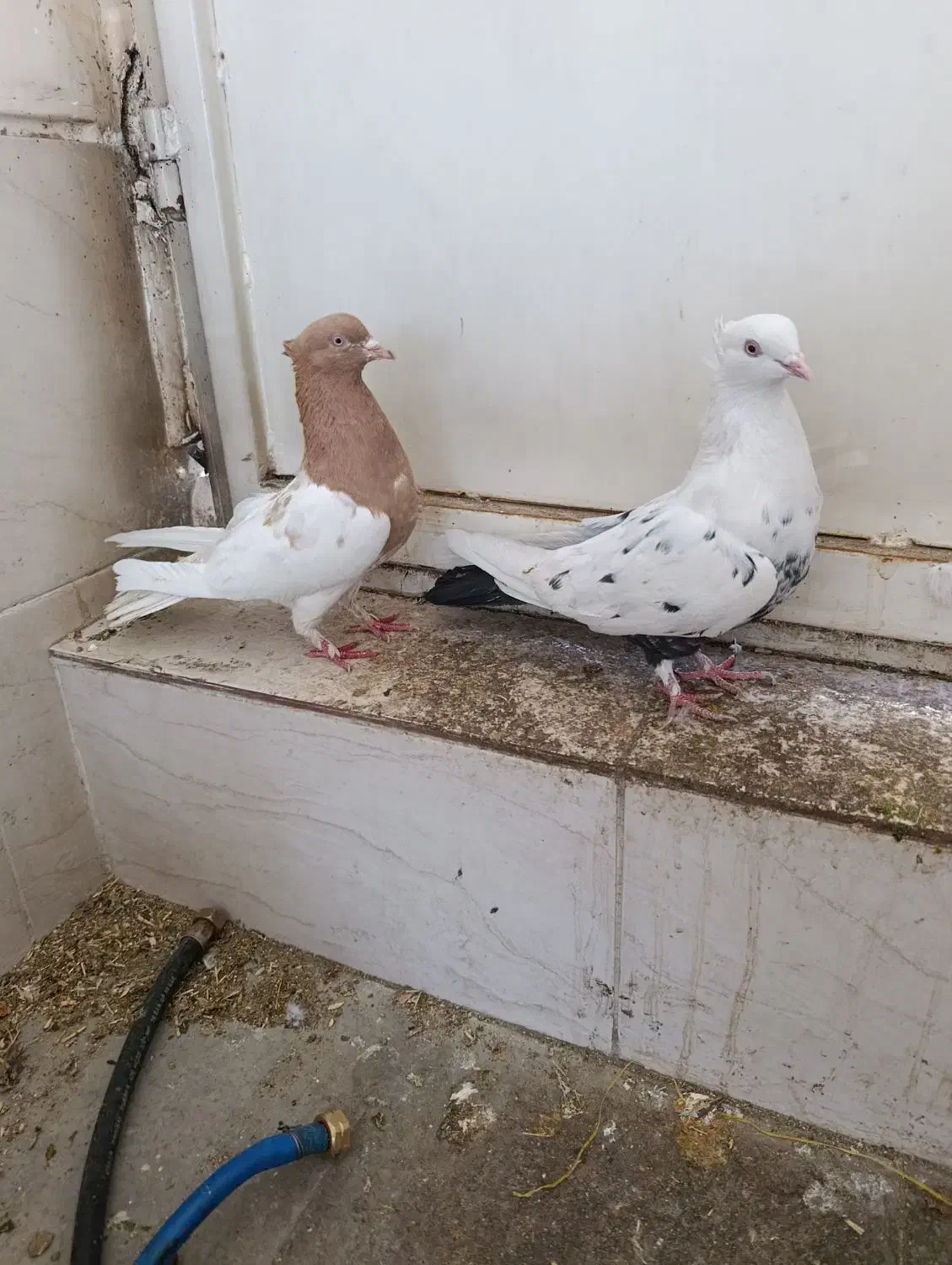 سه عددکبوترماده|پرنده|شیراز, کوشک میدان|دیوار