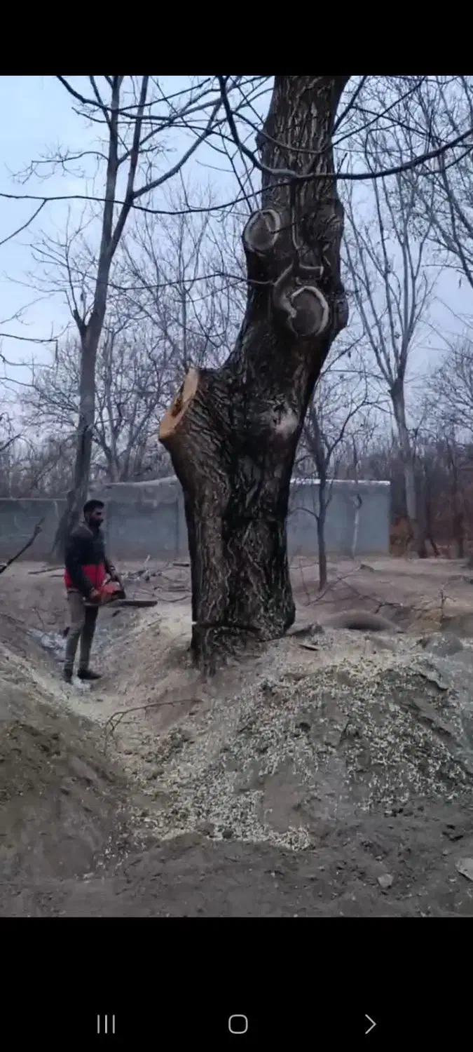 خریدار چوب|خدمات باغبانی و درختکاری|مراغه, |دیوار