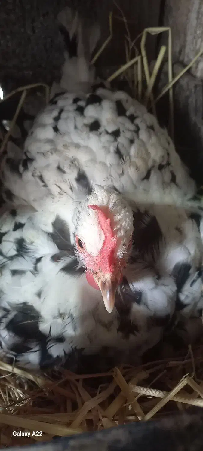 فروش مرغ گلین کرچ|حیوانات مزرعه|شفت, |دیوار