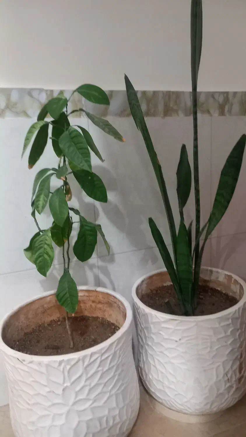 گل گلدان زیبا|گل و گیاه طبیعی|بیجار, |دیوار