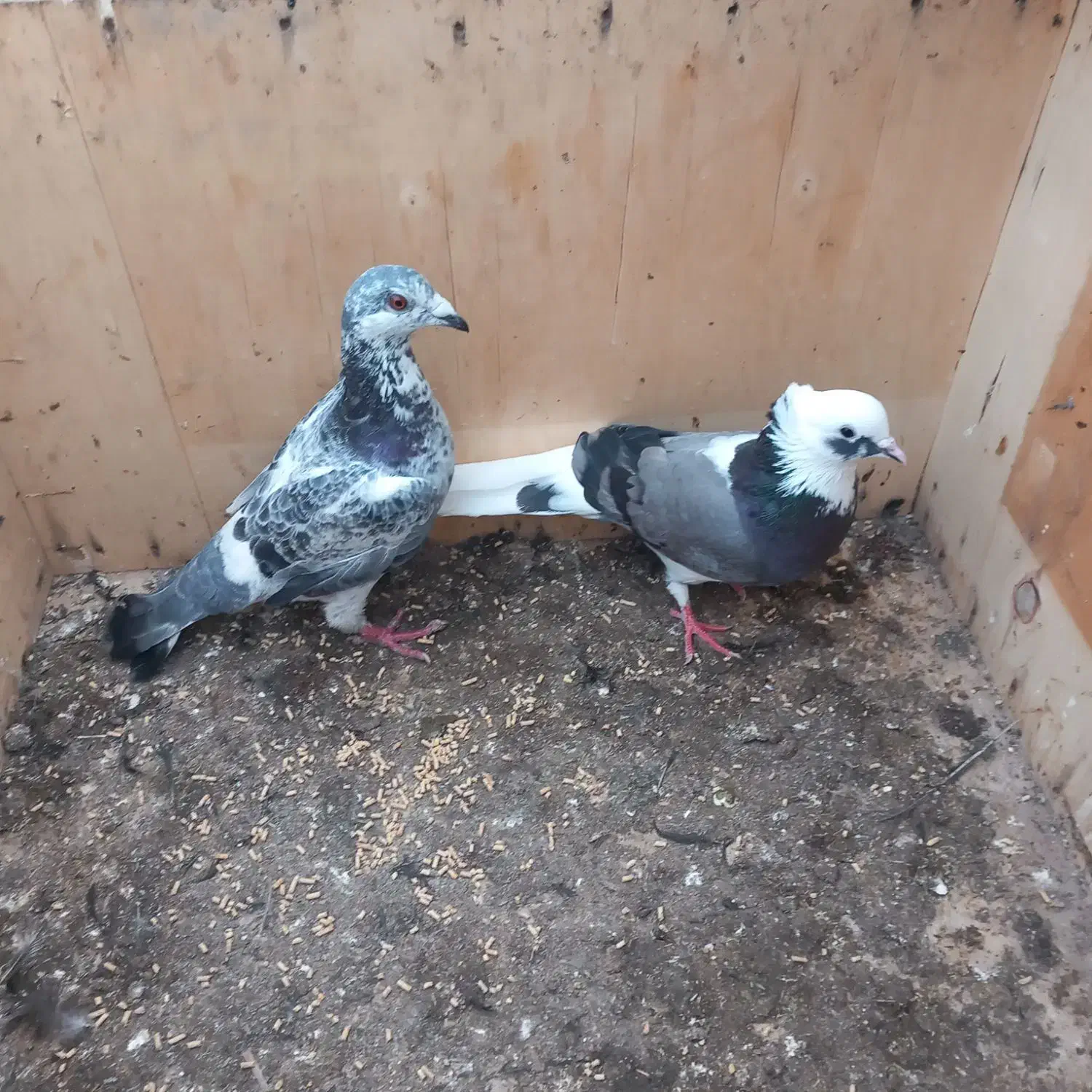 کبوتر|پرنده|بندر ترکمن, |دیوار