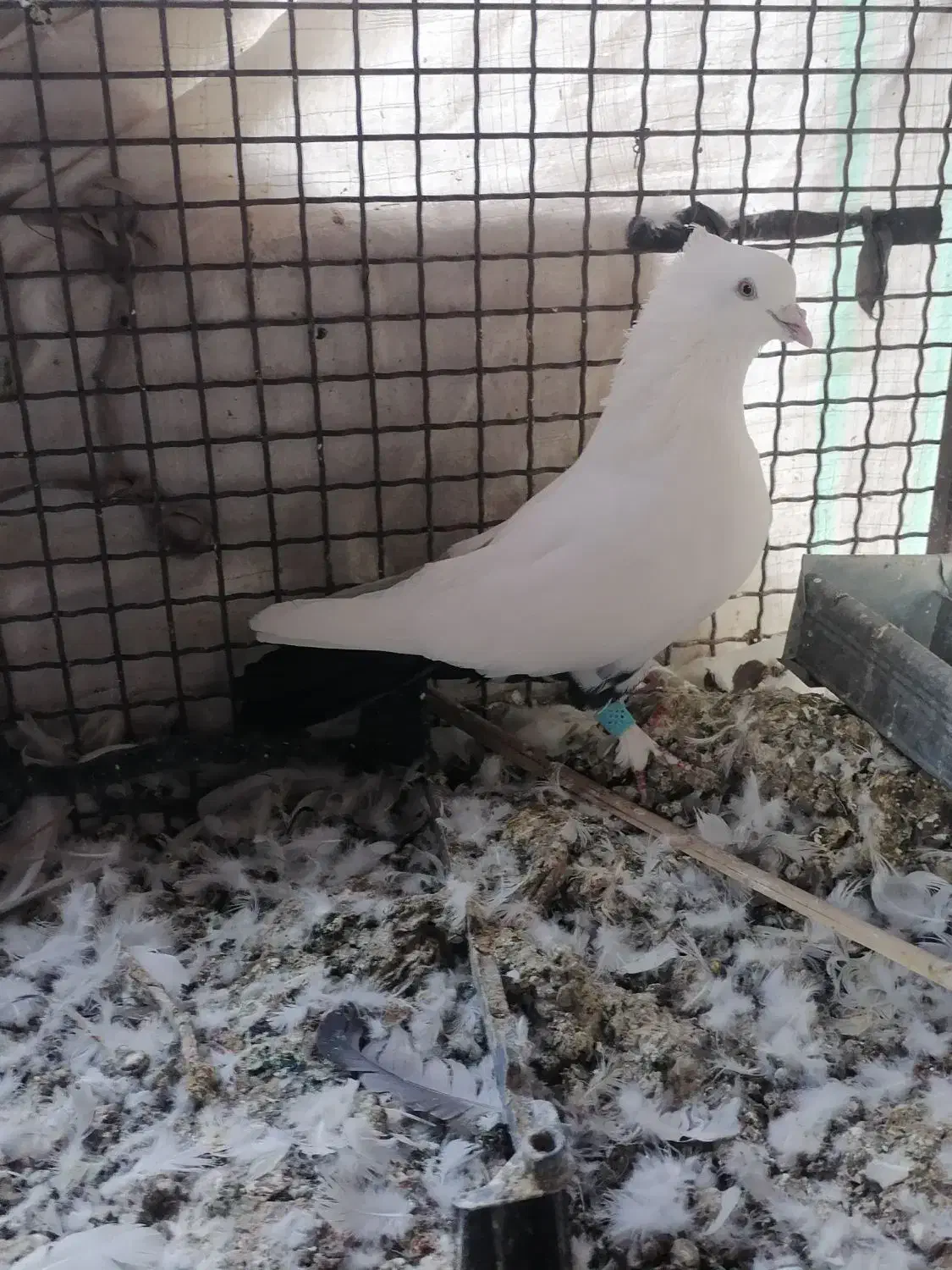 دم سیاه|پرنده|نرماشیر, |دیوار