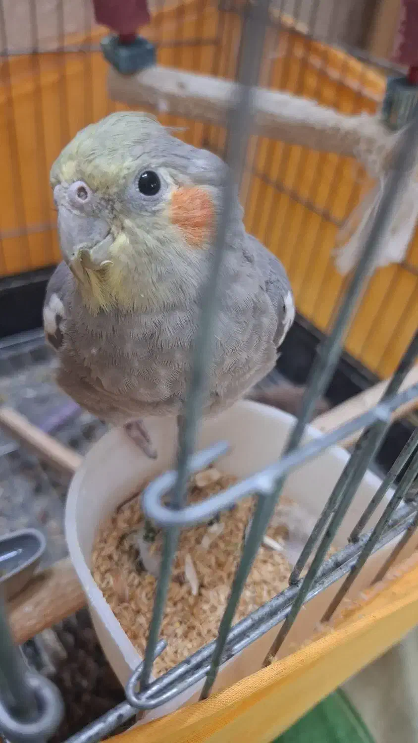 فروش عروس هلندی نر|پرنده|اسلامشهر, مظفریه|دیوار