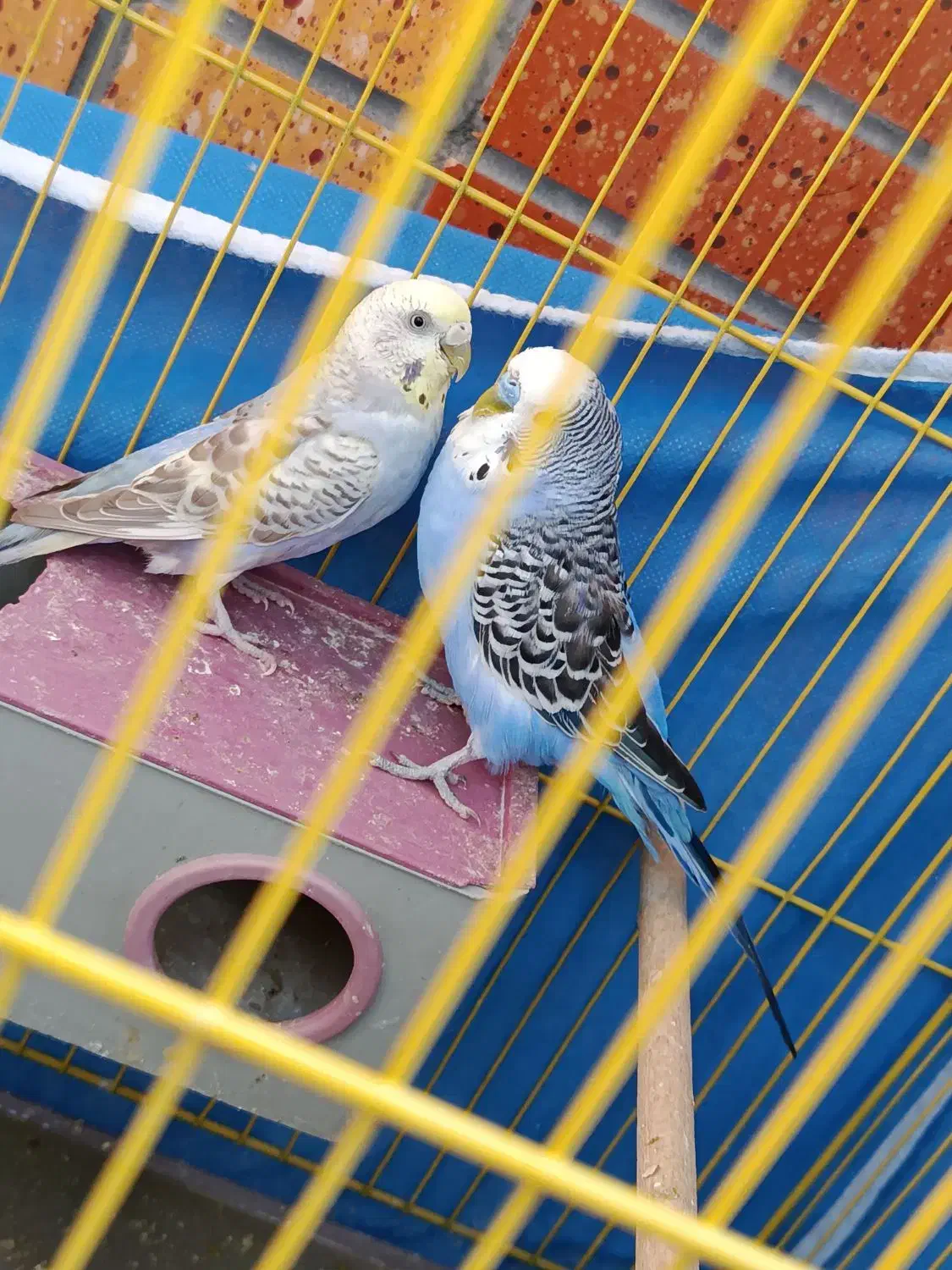 یک جفت مرغ عشق با سه عدد جوجه|پرنده|شاهینشهر, شهرک گلدیس|دیوار