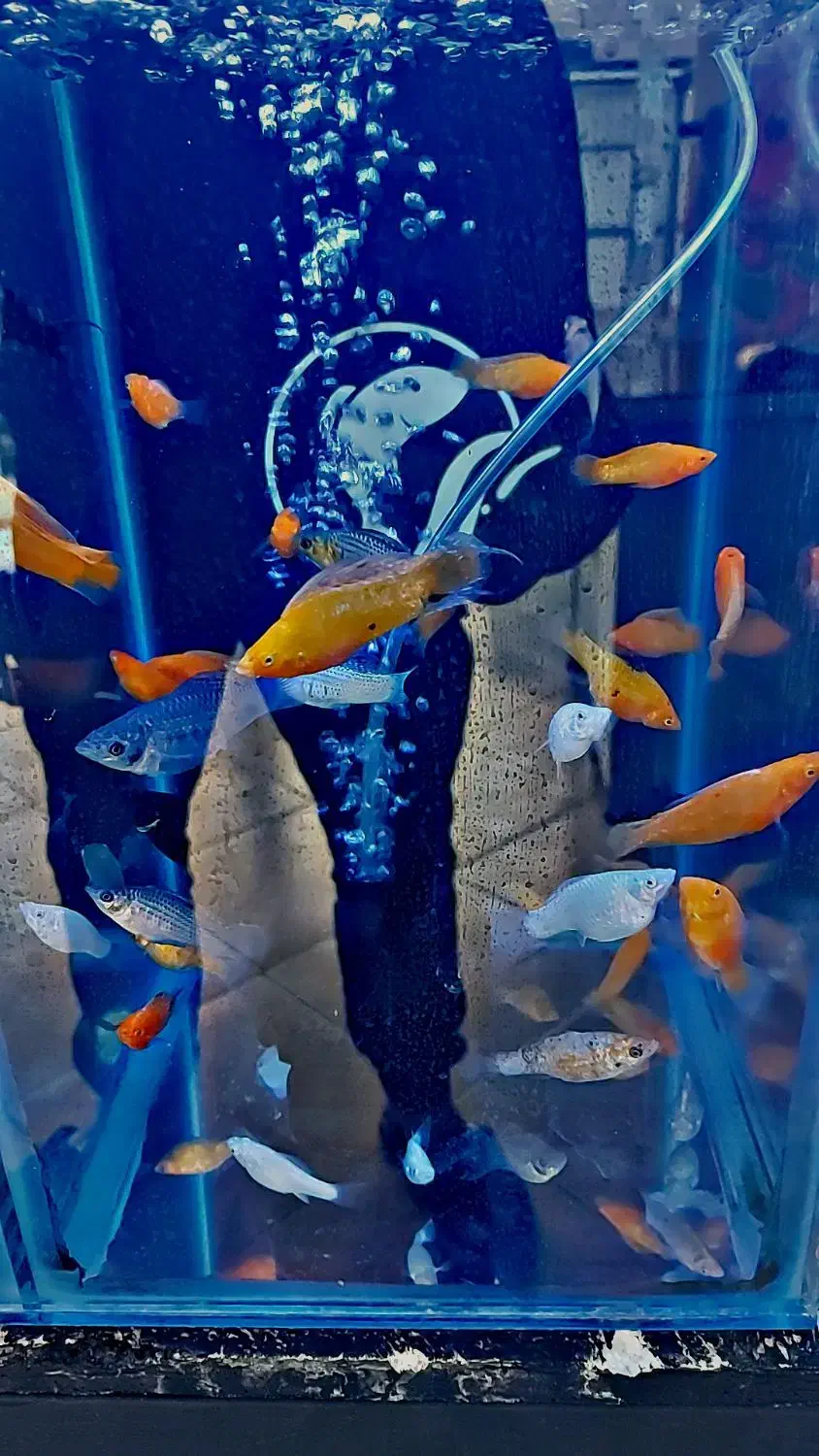 مولی بالن . مولی گاوی|ماهی|شهریار, شهرک وائین|دیوار