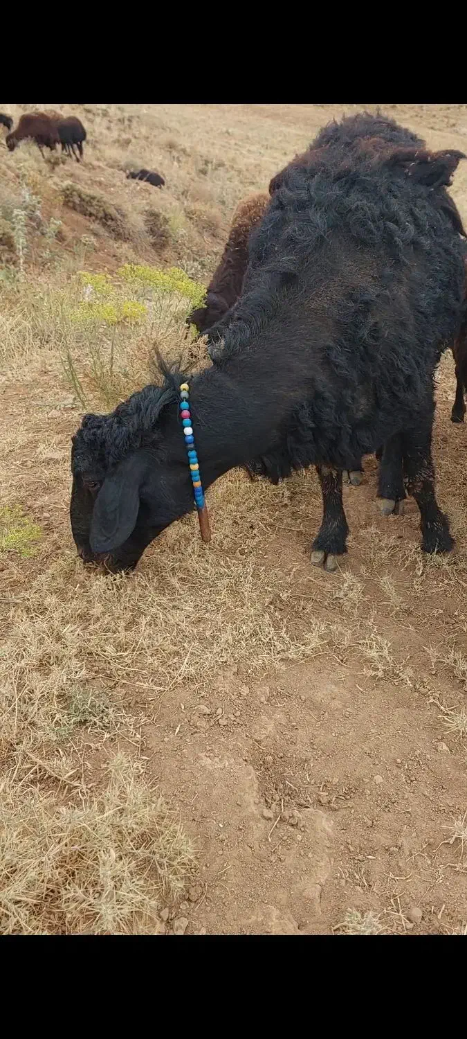 قوچ یک ساله قیمت ۳۰میلیون|حیوانات مزرعه|ماهنشان, |دیوار