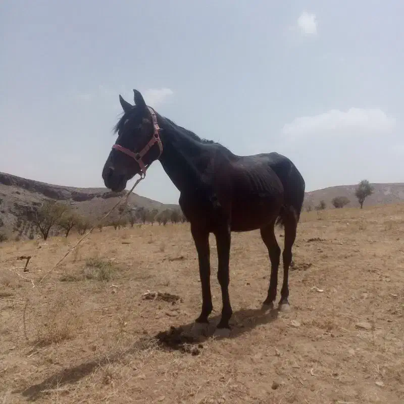 کود اسب|گل و گیاه طبیعی|مشهد, رباط طرق|دیوار