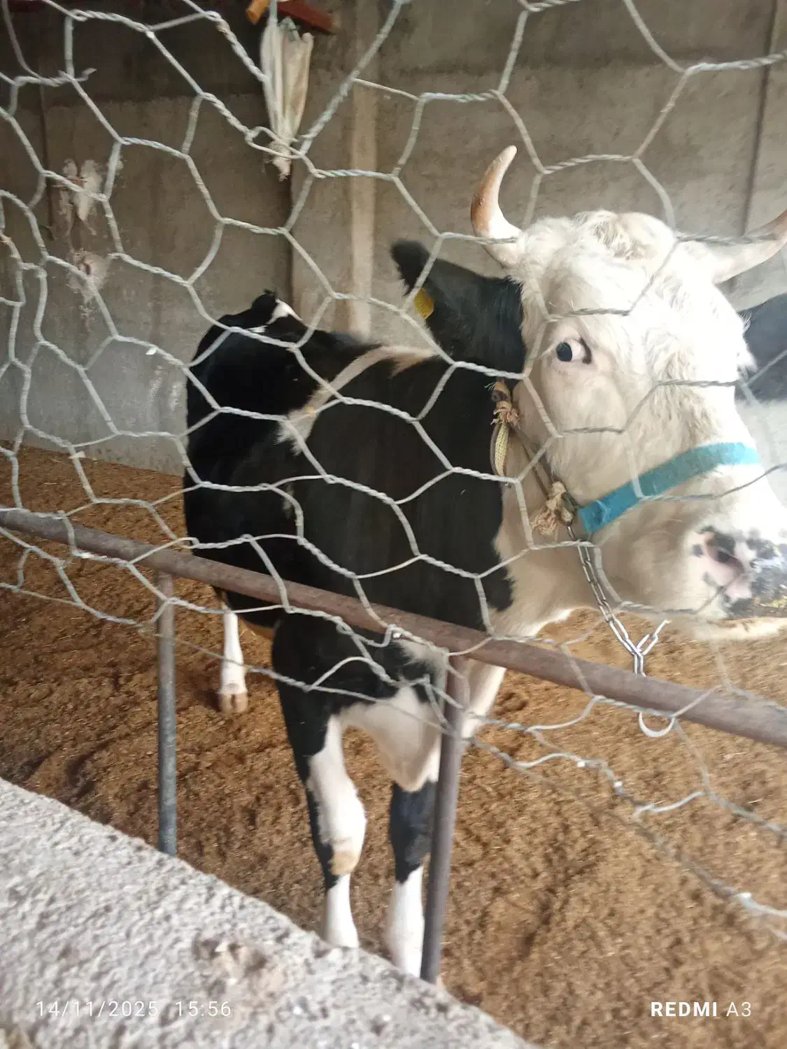 گاو سیمیتال|حیوانات مزرعه|کوهنانی, |دیوار