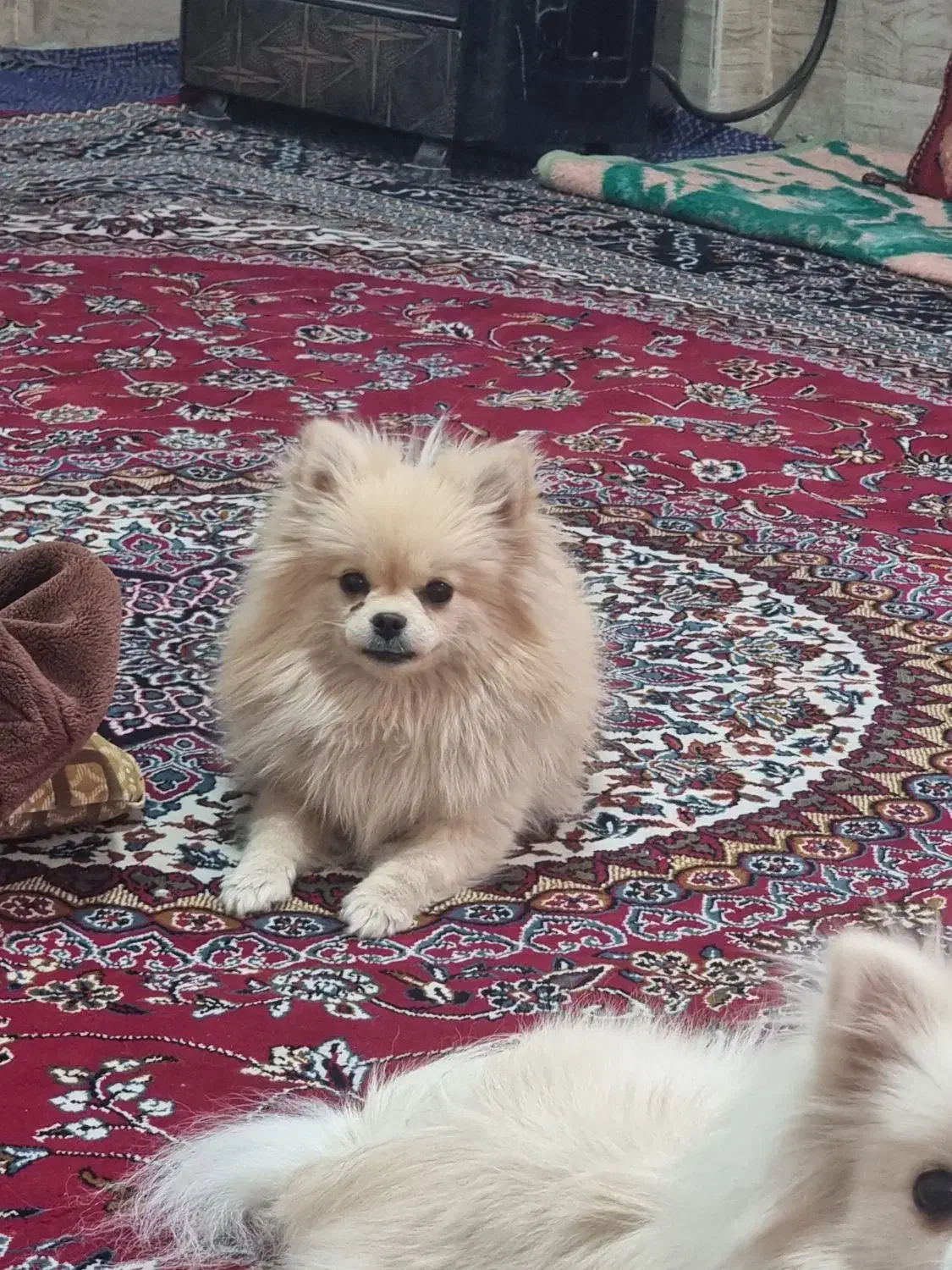 پامرانین نباتی|سگ|مشهد, کوی المهدی|دیوار