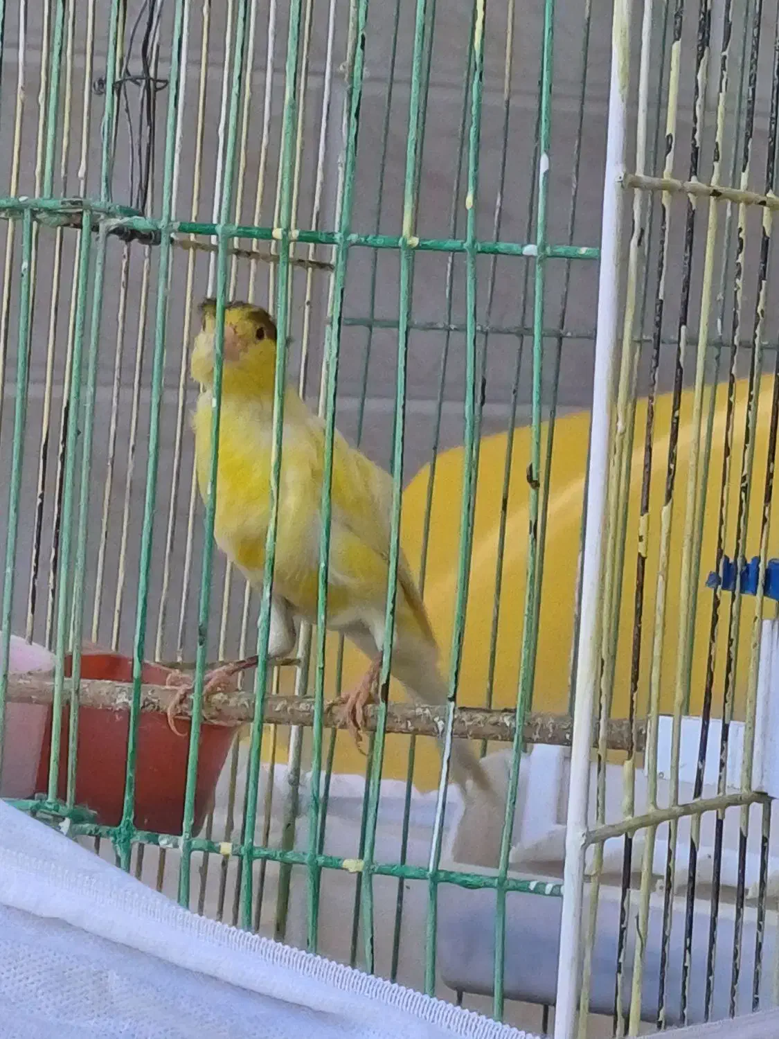 قناری نر مست مست ماده گیر|پرنده|اندیمشک, |دیوار