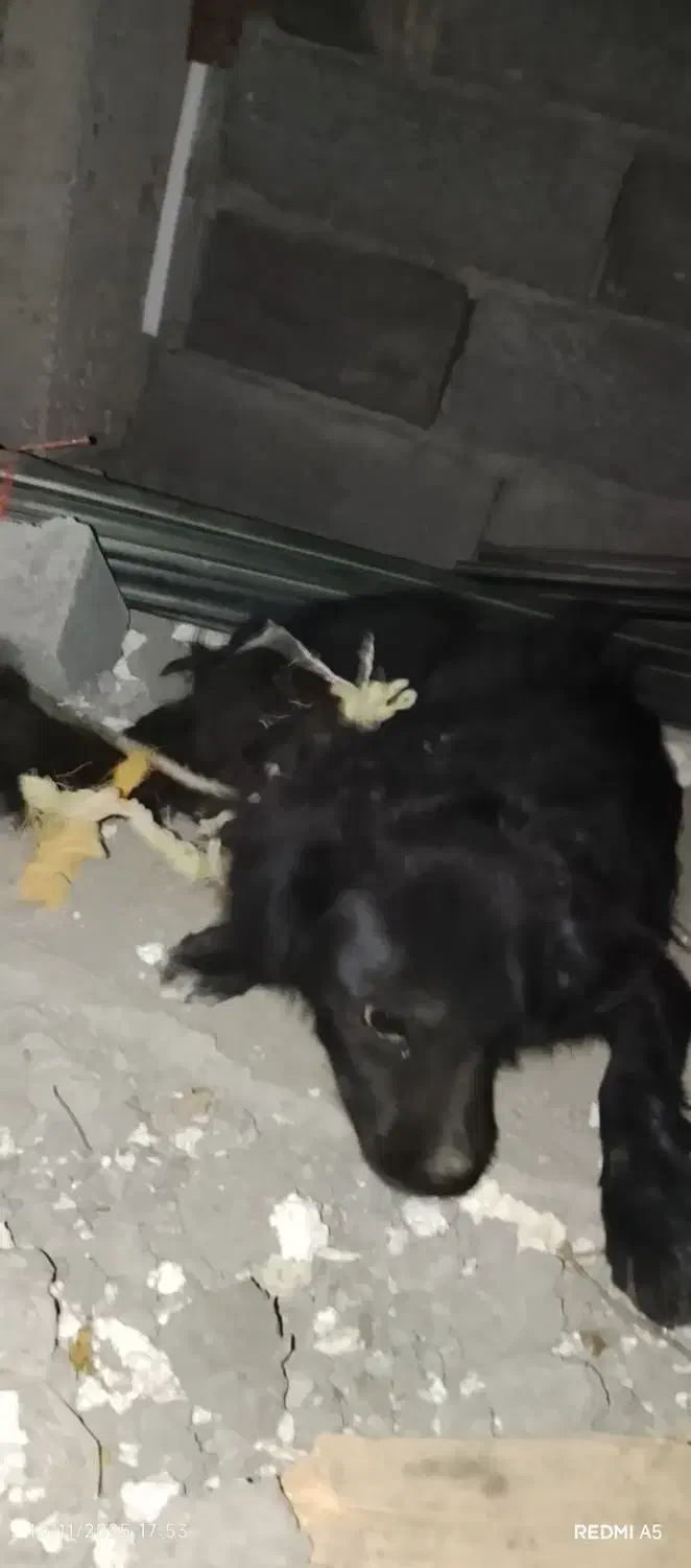 سگ پاکوتاه|سگ|زاهدان, |دیوار