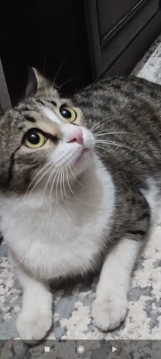 واگذاری گربه ماده|گربه|سیرجان, |دیوار