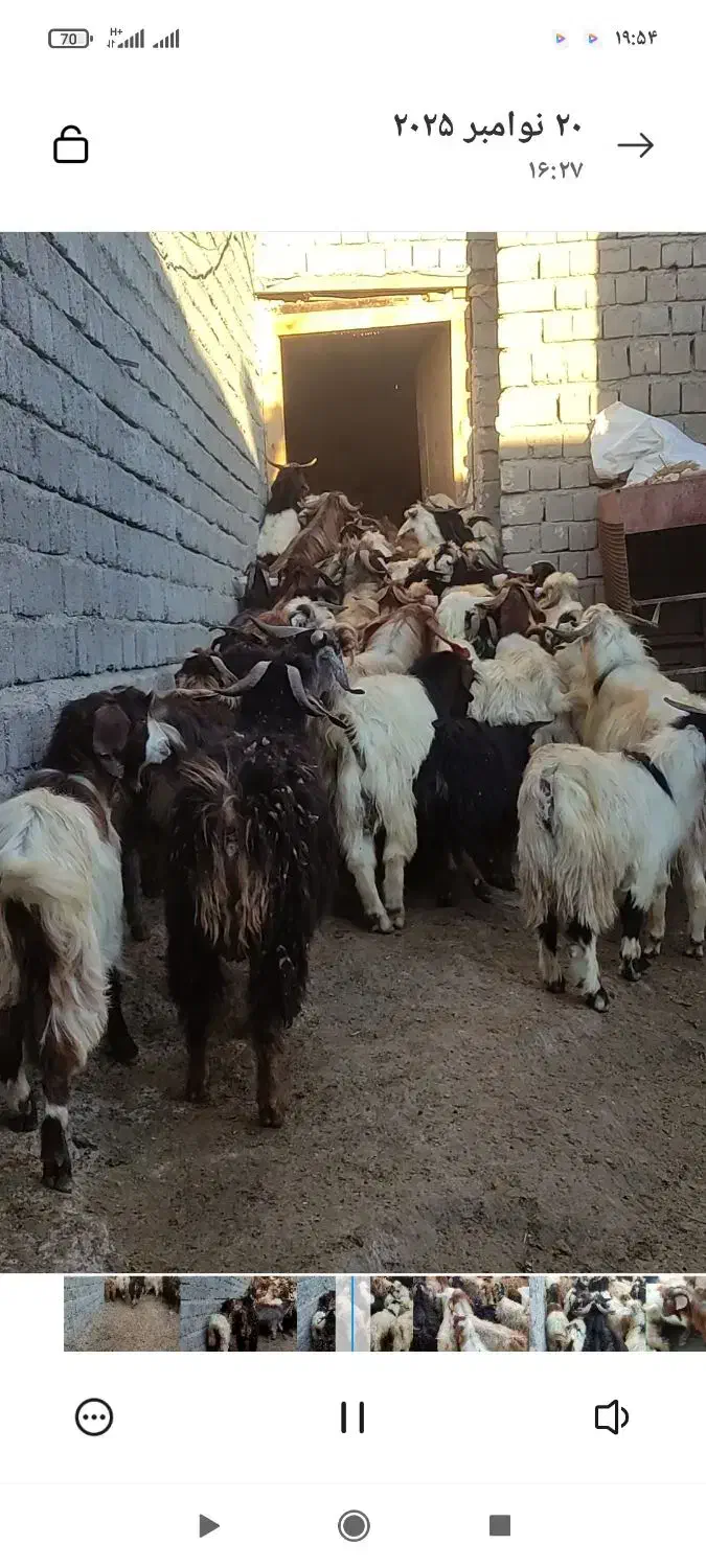 تعداد 100راس بزغاله درجه یک جفتی 17000000|حیوانات مزرعه|هشترود, |دیوار