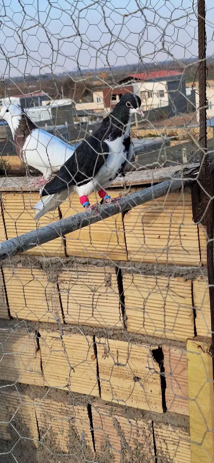 کبوتر|پرنده|دشتابی, |دیوار