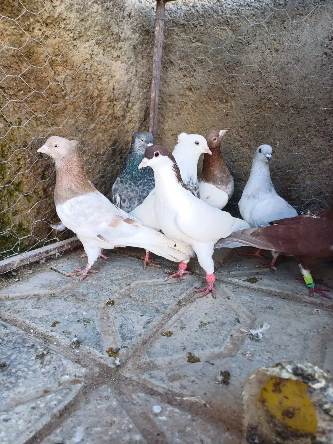 ۱۲ تا نر پرشی|پرنده|شیروان (خراسان), |دیوار