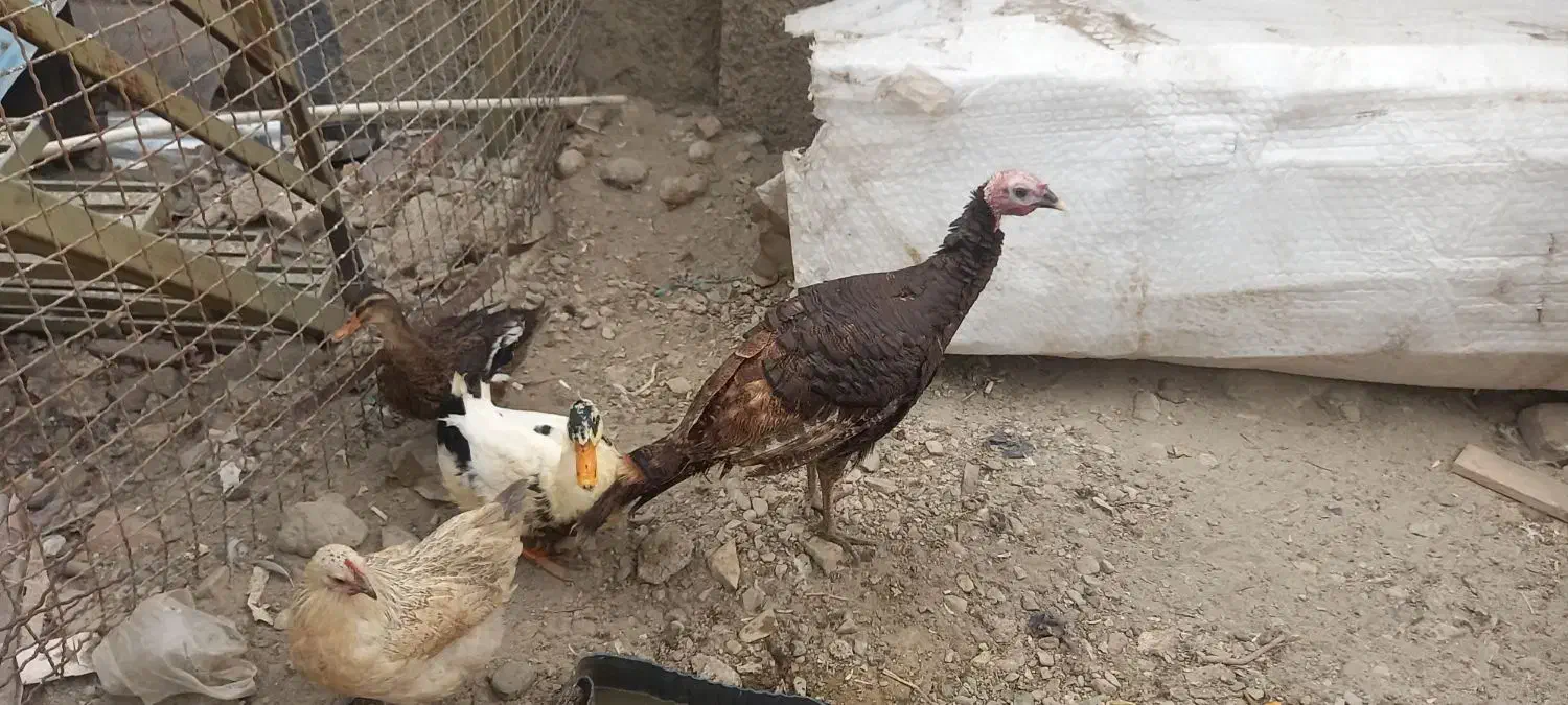 فروش ۴ عدد مرغ اوردک وبوقلمون|حیوانات مزرعه|تهران, شهرک استقلال|دیوار