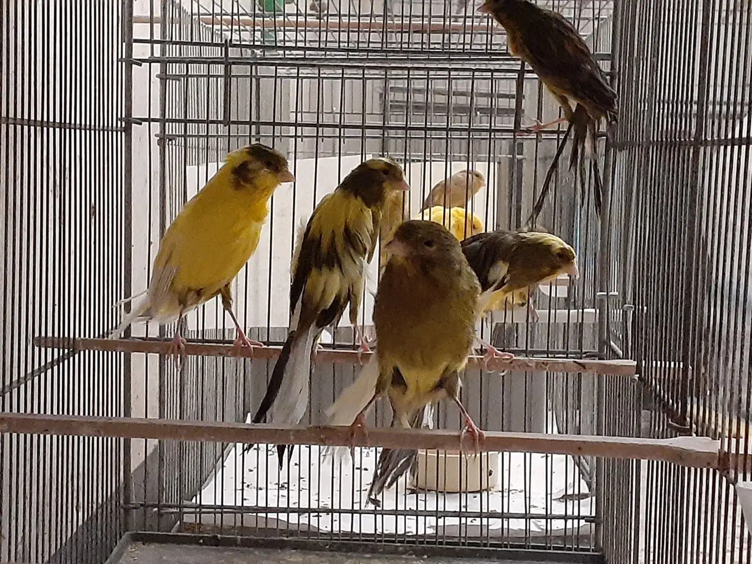 ماده رسمی|پرنده|قم, زاد|دیوار