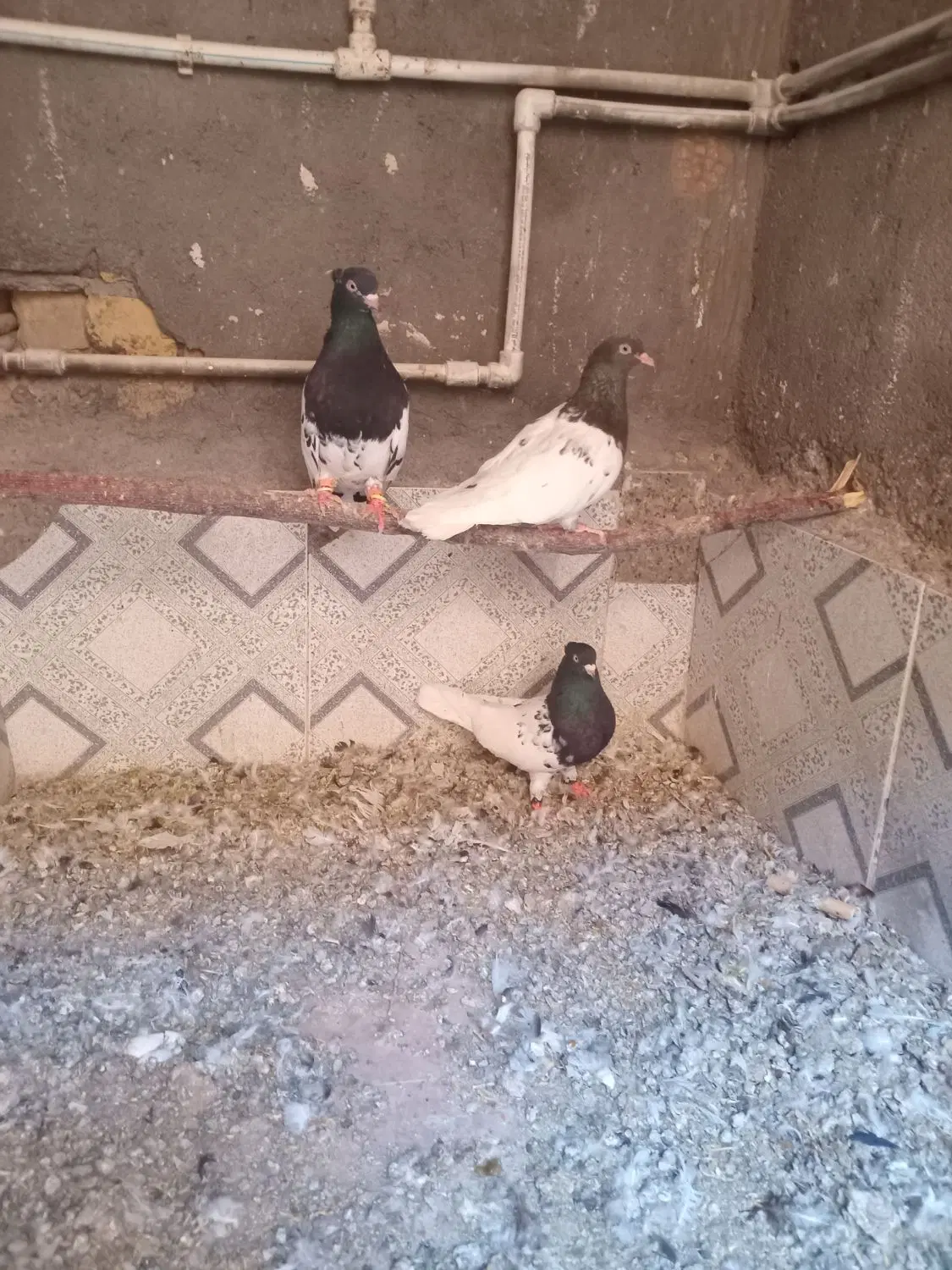 کبوتر|پرنده|جنگل, |دیوار