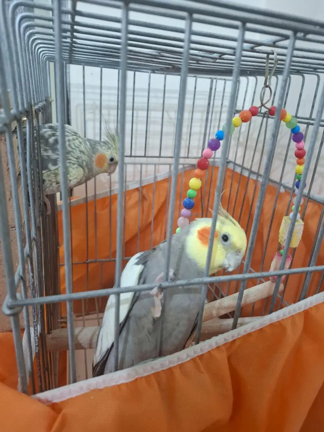 عروس هلندی نرو ماده|پرنده|کرج, خلج آباد|دیوار