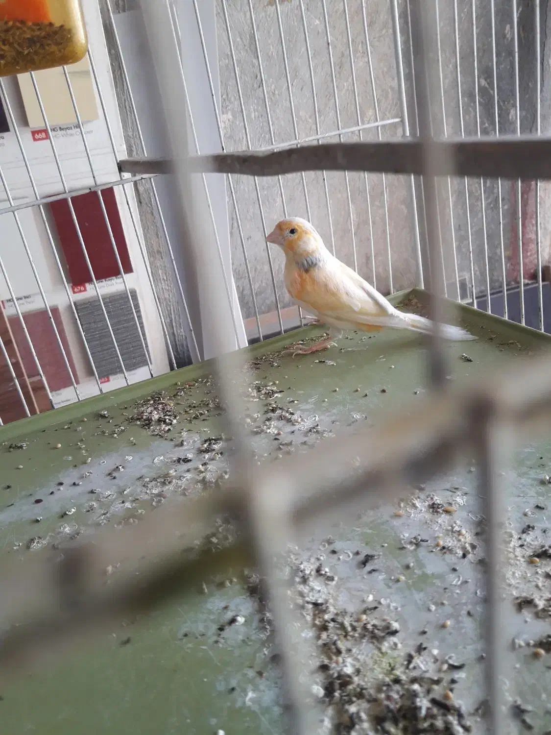 فناری نر موزایکی سرخ اصل اوجینال|پرنده|کرمانشاه, |دیوار