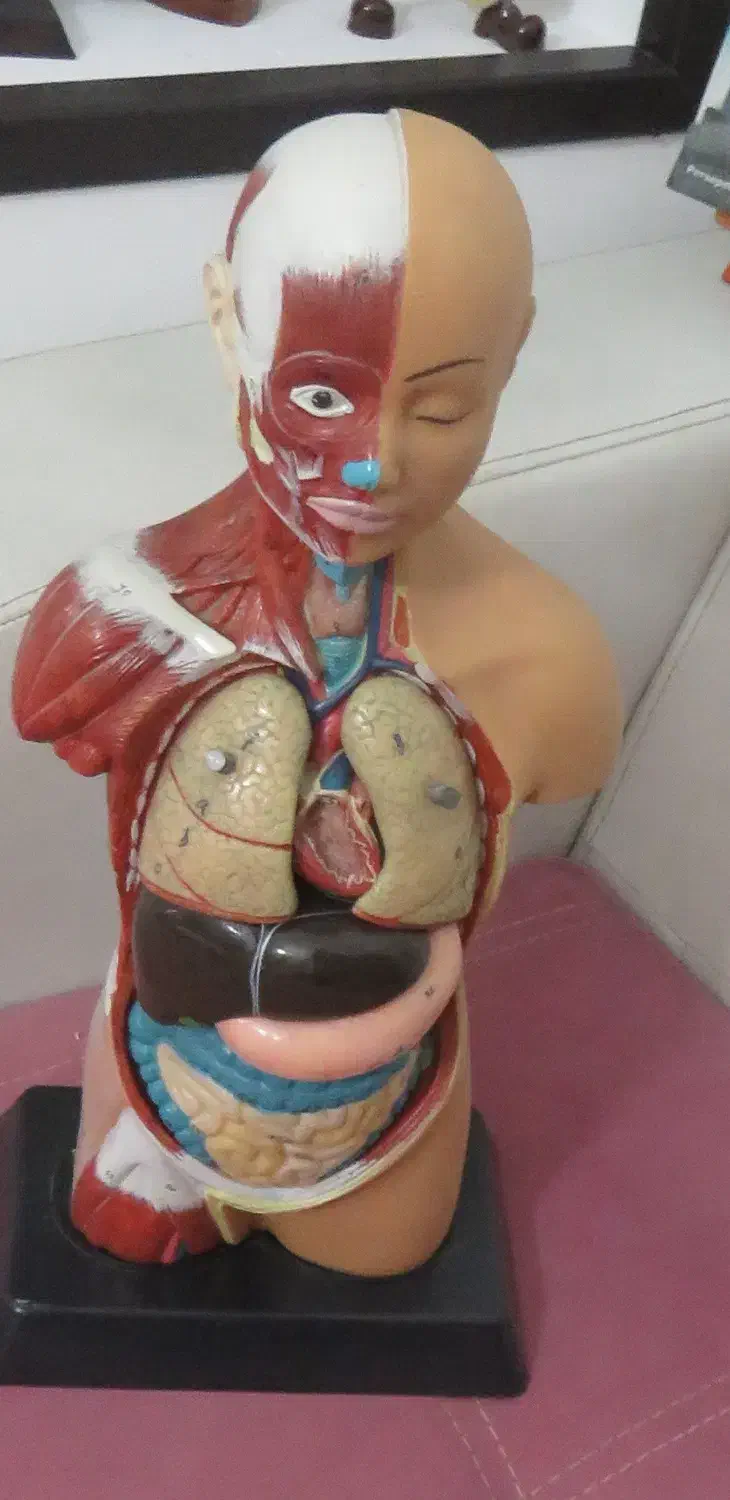 مولاژ نیم تنه انسان (آناتومی) و نمایش ماهیچه ها|آرایشی، بهداشتی، درمانی|آمل, |دیوار