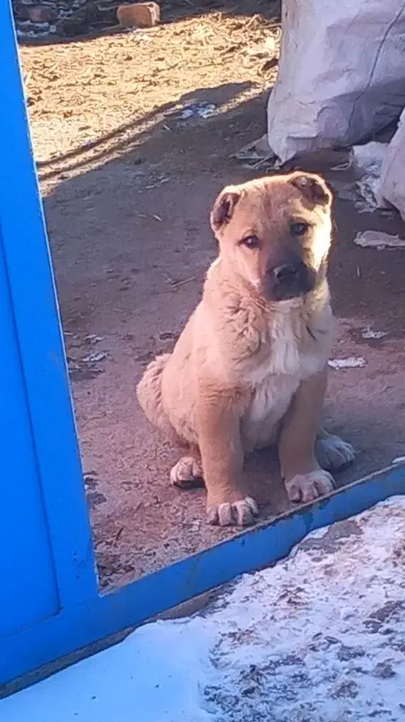 سگ سرابی اصل|سگ|اردبیل, |دیوار