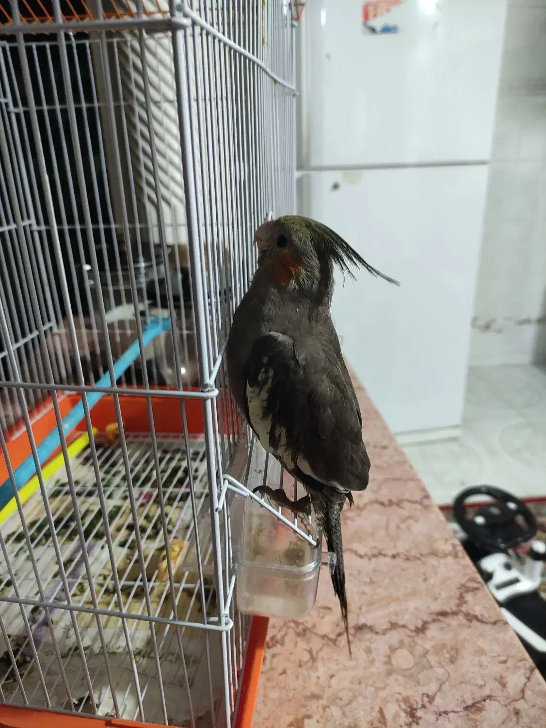 عروس هلندی|پرنده|خرمشهر, |دیوار