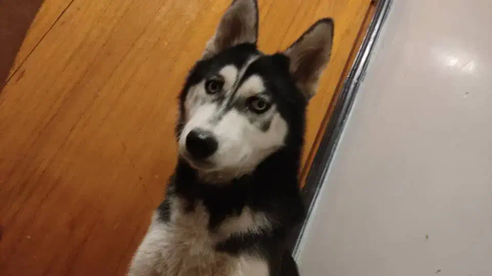 توله سگ هاسکی الاسکا|سگ|بهبهان, |دیوار