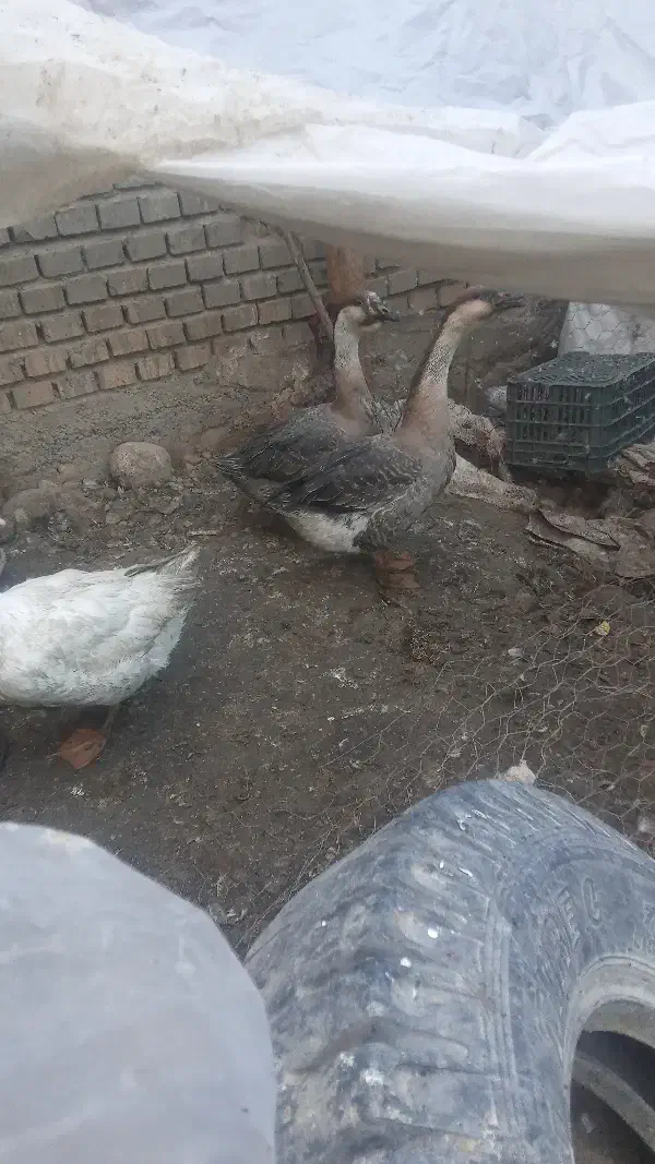 قوغاز بالغ|حیوانات مزرعه|فاضل آباد, |دیوار