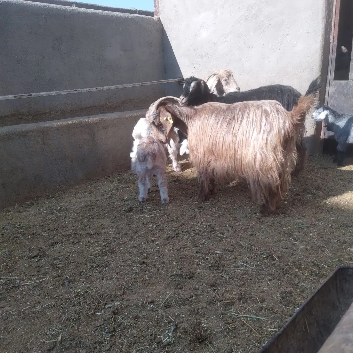 ۳راس بزغاله دار|حیوانات مزرعه|سلفچگان, |دیوار