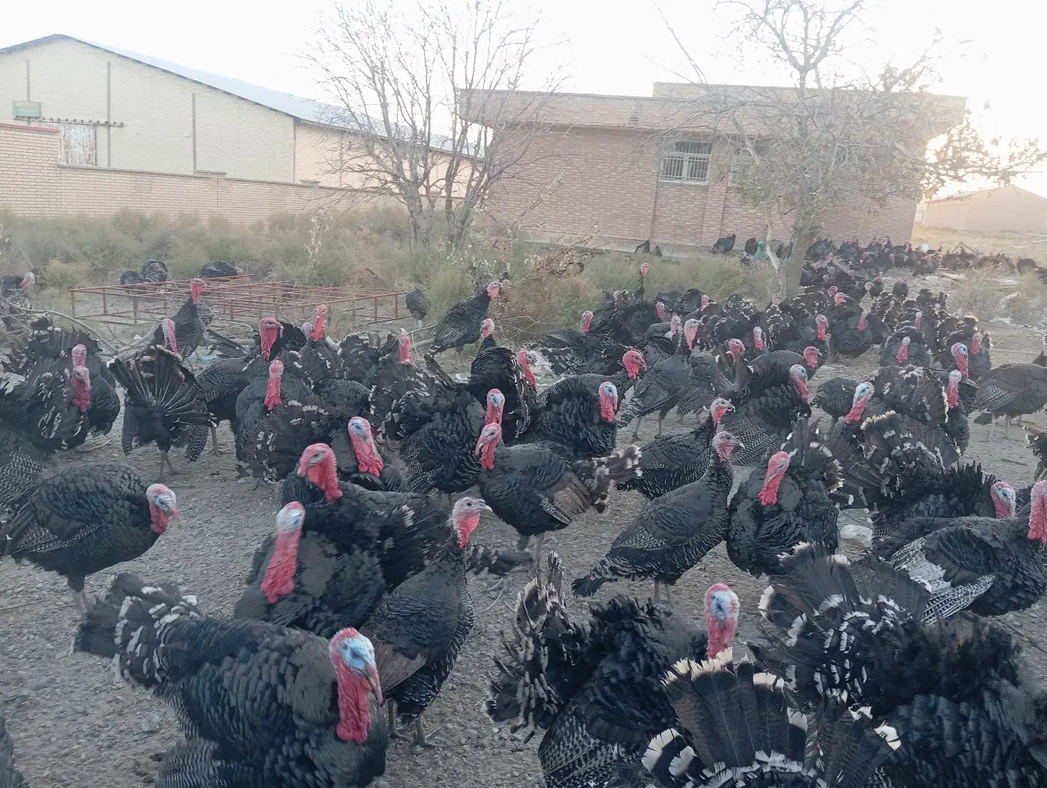 بوقلمون|حیوانات مزرعه|بانه, |دیوار