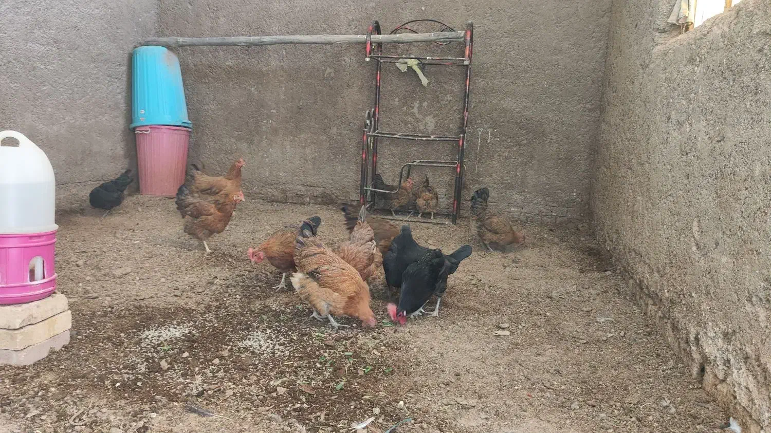 مرغ و خروس|حیوانات مزرعه|حمیدیه, |دیوار