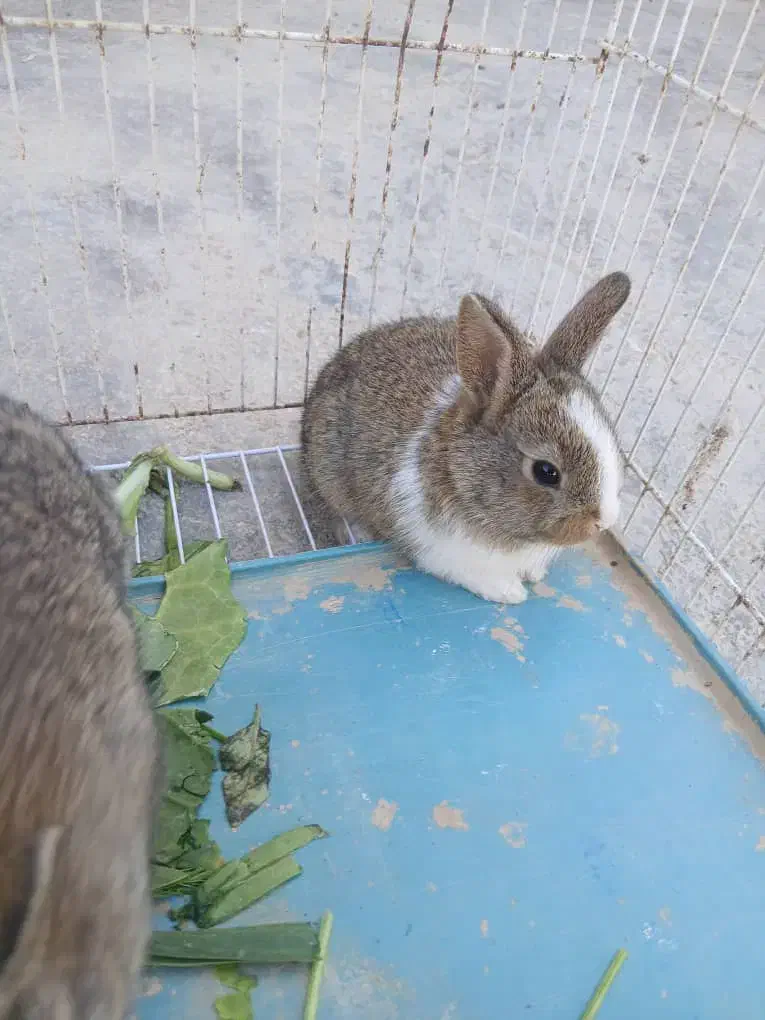 بچه خرگوش|موش و خرگوش|برازجان, |دیوار