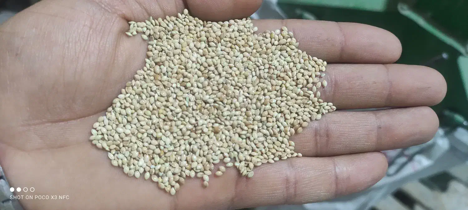 ارزن سورت شده|عمده‌فروشی|آران و بیدگل, |دیوار