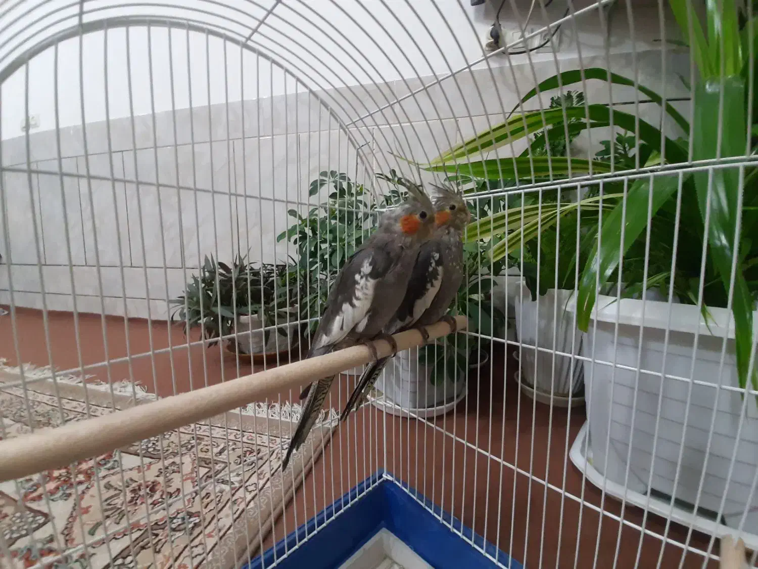 عروس هلندی جفت جوات با قفس|پرنده|خمینی‌شهر, |دیوار