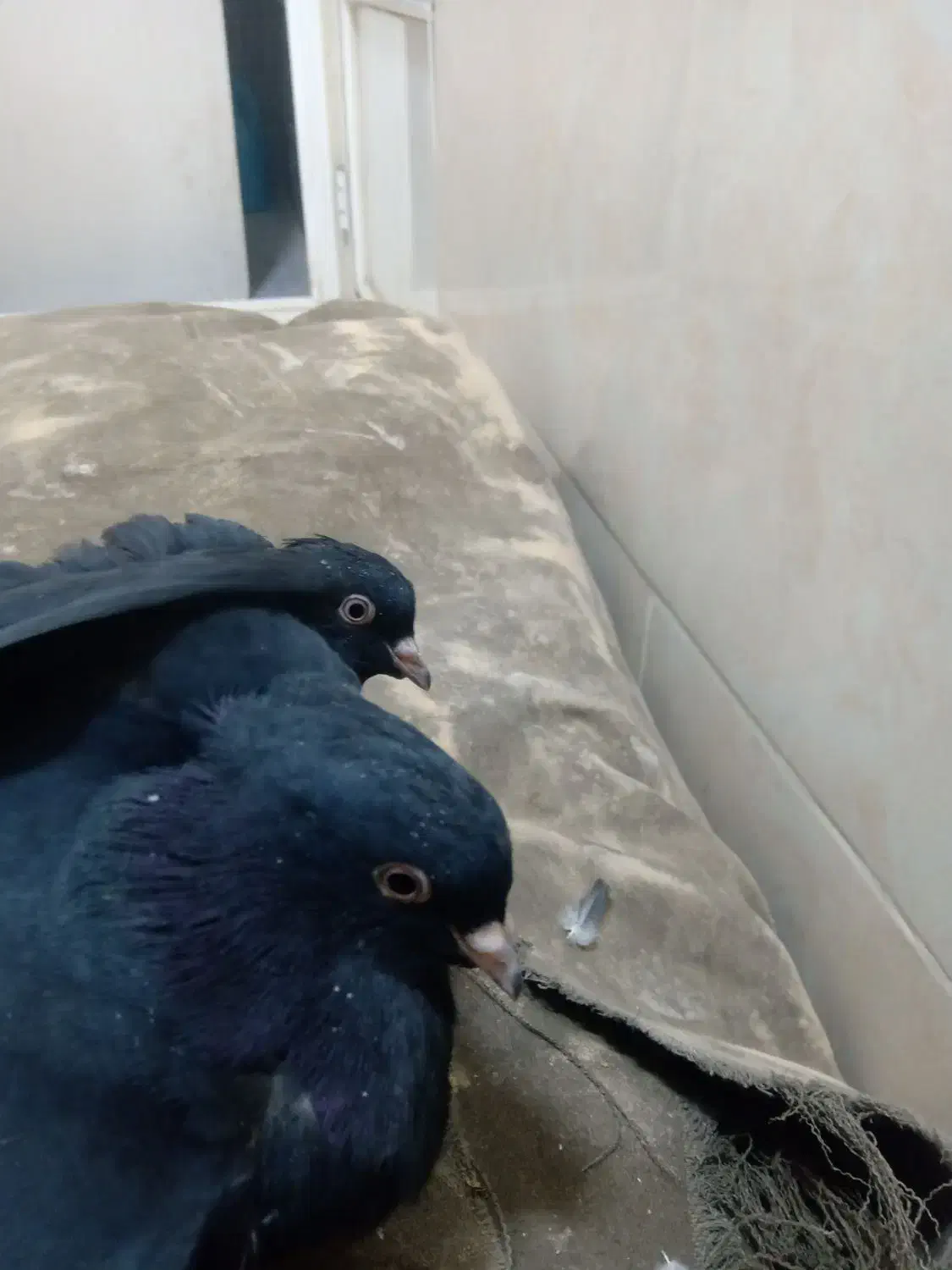 کبوترمفلق|پرنده|بروجن, |دیوار