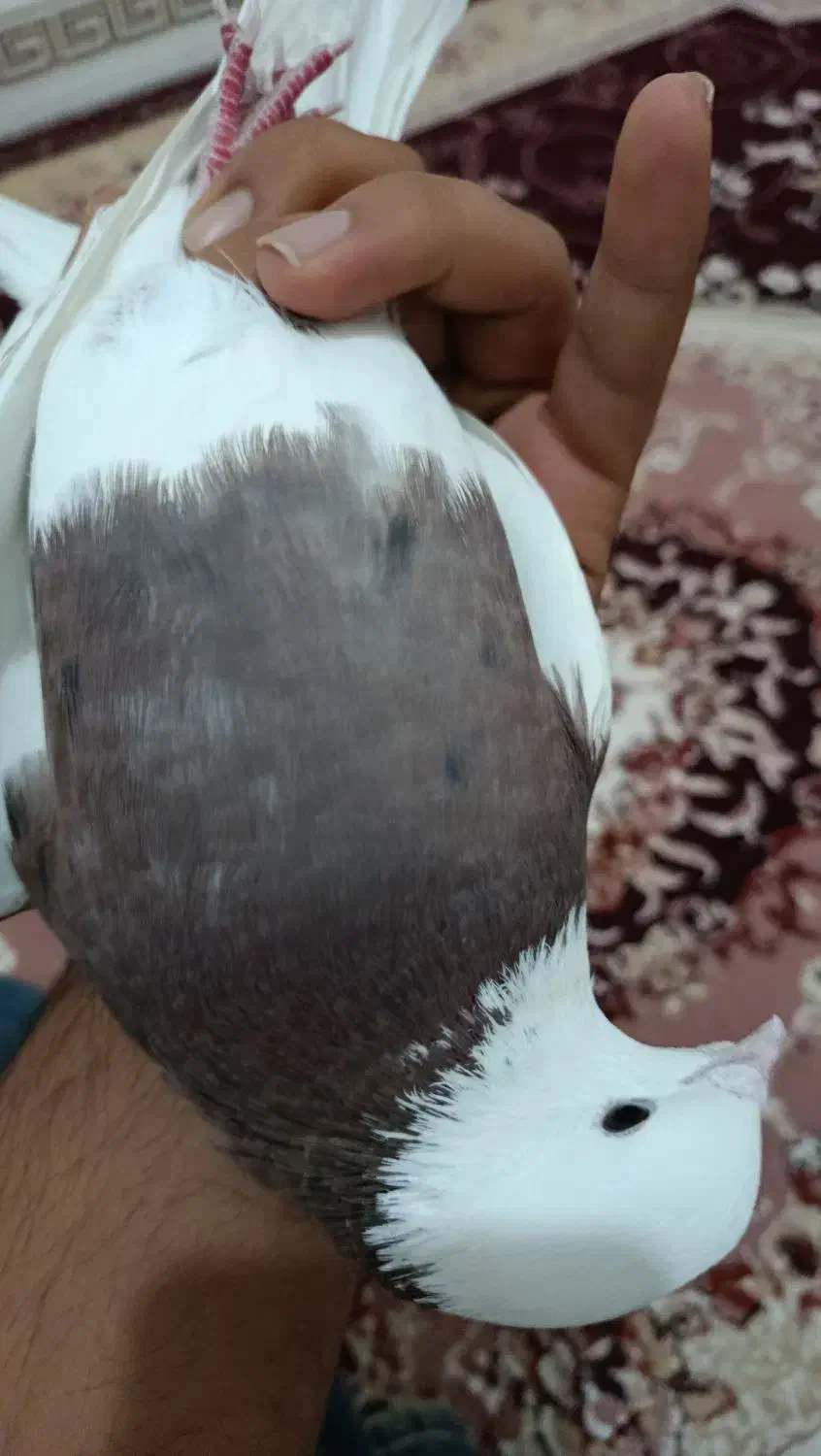 طوقی سرخ نر درشت مست مست|پرنده|رباطکریم, شترخوار|دیوار