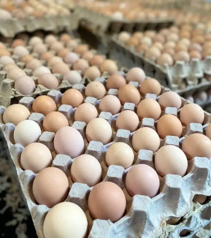 فروش تخم مرغ محلی نژاد گلپایگانی|حیوانات مزرعه|گرگان, |دیوار